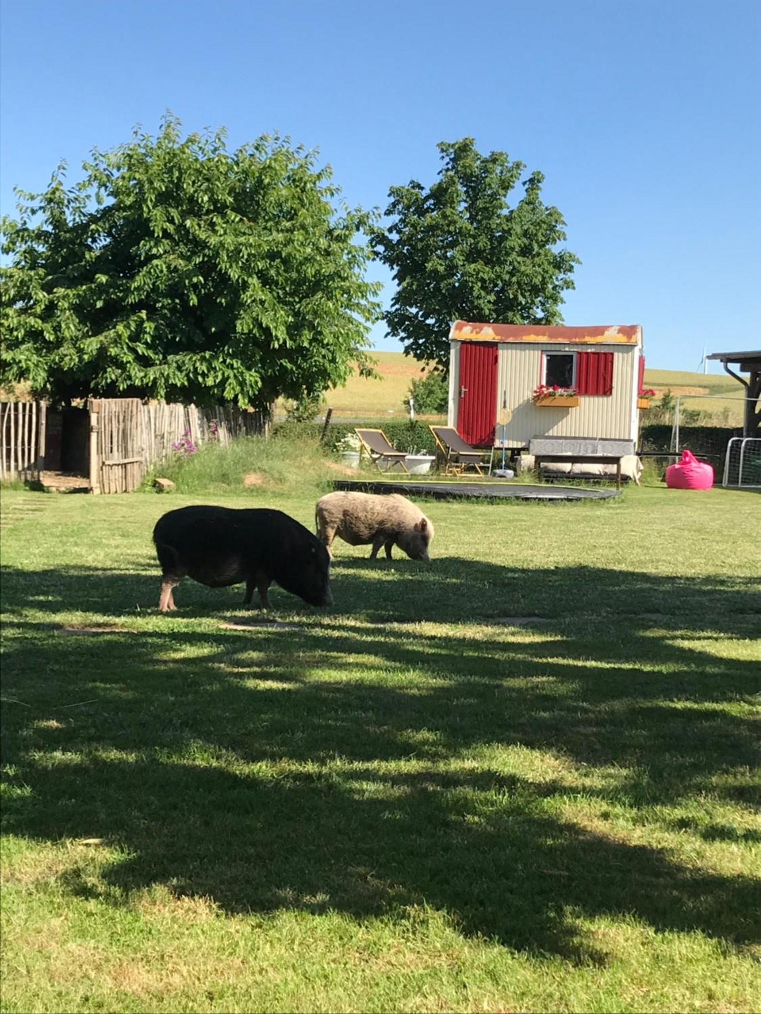 Landhof Lieg - Tierische Auszeit In Unseren Gemuetlichen Ferienwohnungen Zewnętrze zdjęcie