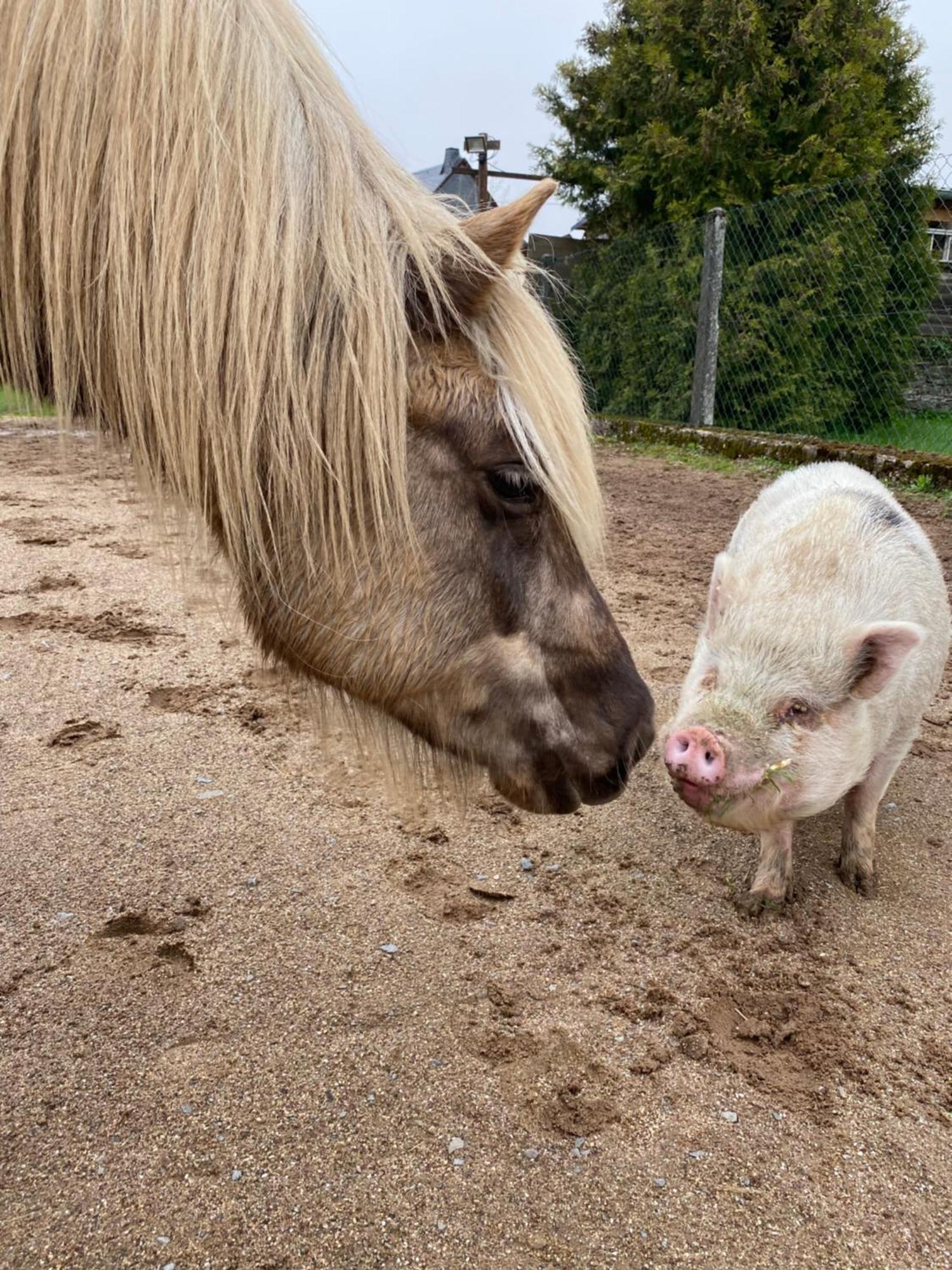 Landhof Lieg - Tierische Auszeit In Unseren Gemuetlichen Ferienwohnungen Zewnętrze zdjęcie